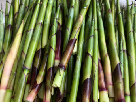 【秋田の名産】世界遺産白神山地近郊の大自然で育った天然の笹竹300g単品完全予約販売