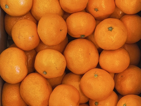 特別ご奉仕品　甘熟「宮川早生みかん」サイズ混合5Kg