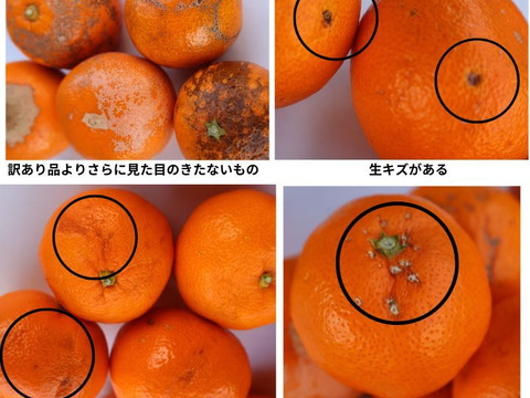 農家直送！有田みかん10kg　超訳あり（加工用）【平武農園】和歌山｜有田｜田口　産地直送　お取り寄せ