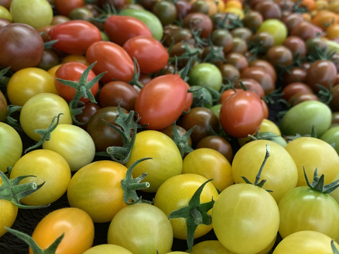 まるでトマトの宝石箱やぁ♪　思わずにっこり、龍宮ジュエリー（1.0ｋｇ）【トマト食べ比べ】