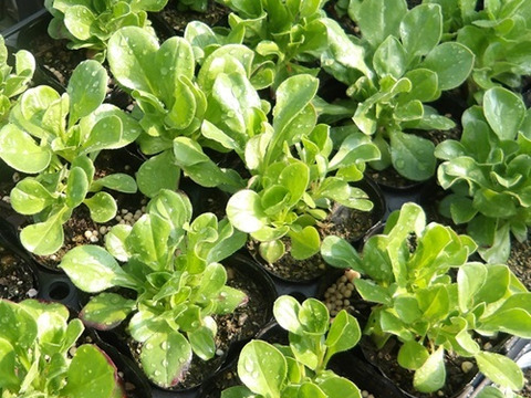 2個セット ジプソフィラ セラスティオイデス  イングリッシュガーデン ホワイトガーデン 花苗 多年草 宿根草