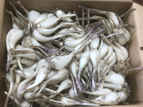 農薬・化学肥料不使用らっきょう約2kg/淡路島産