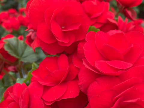 【贈答用】真紅の花弁に魅了されます。エラチオールベゴニア【カルメン】4.5寸