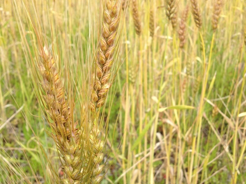【無農薬・無肥料 自然栽培 天日干し】生命力溢れる 小麦全粒粉500g