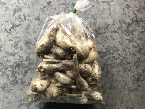 自然農のらっきょう　500ｇ メール便