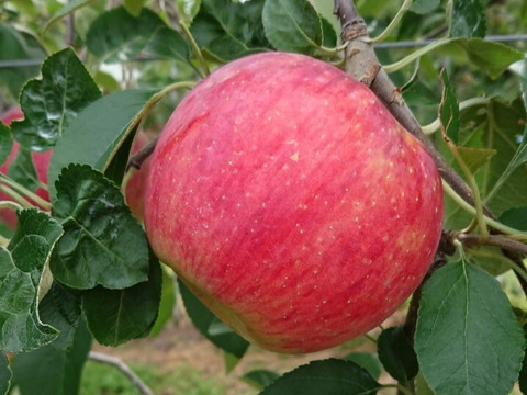 【金の蜜】旬のりんごを閉じ込めた、りんごジュース２種セット（シナノリップ、シナノゴールド）