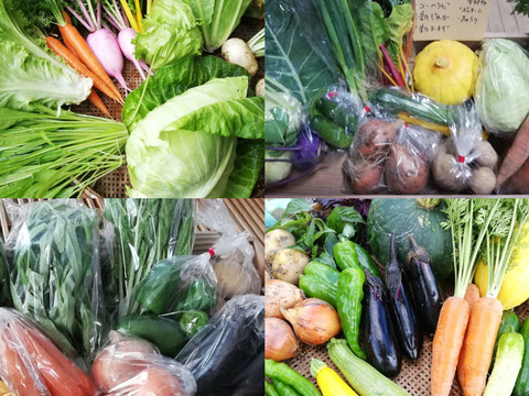 数量限定販売】栽培期間農薬・化学肥料不使用 旬の健康野菜セット12品