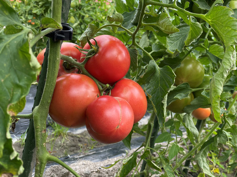【期間限定20箱！】希少な露地栽培 桃太郎トマト 約4kg