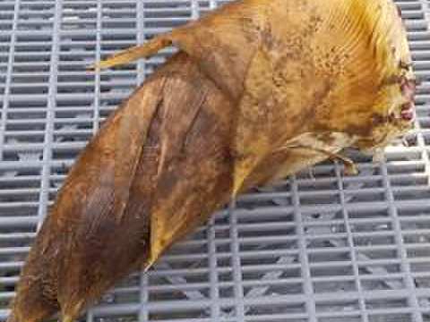 【旬タケノコ】2.5Kg前後高野山麓産（冷蔵便）