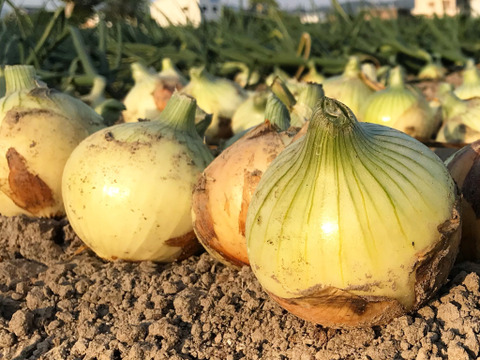 【極甘ジューシー】淡路島 春の新玉ねぎ 2kg箱 約6～8個入