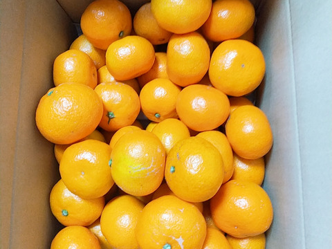 【家庭用】愛媛みかん 5.5kg(通常サイズ) ひとくちで恋する♡濃い味みかん♪【冬ギフト】