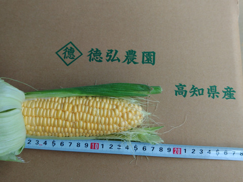 ゴールドラッシュ！15本前後