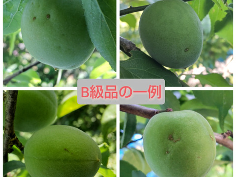 紀州南高梅　3kg　木熟梅　完熟梅　Ｂ級　２Ｌ　梅干し向け、梅ジャム、梅酒など　3キロ　生梅　予約　軽微な傷あり