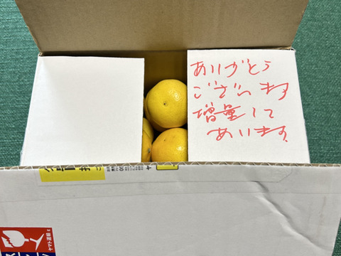 マーサ　湘南ゴールド優8kg 追加販売】【希少フルーツ】【2025年産】甘ウマ☆小玉・湘南