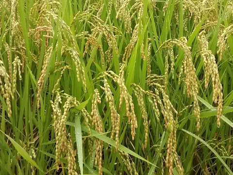 令和３年収穫　冷めてもおいしい　農家直送のお米　精米9kg(4.5kg×2袋)