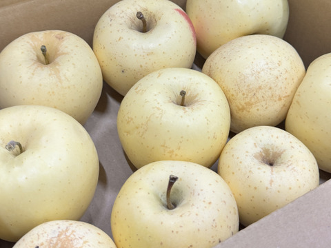 【訳あり・バラ詰め 大小込み】金星（有袋）約2.7Kg　青森県産　数量限定　金星　きんせい　りんご