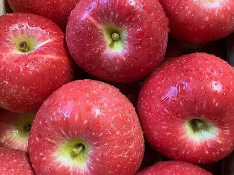 【完売】北紅（きたくれない） 甘み濃厚でみずみずしい 家庭用 2.5kg (5～11個)