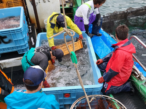 【父の日ギフト】ぜひお刺身で！輝サーモンフィーレ　Sサイズ真空-60冷凍