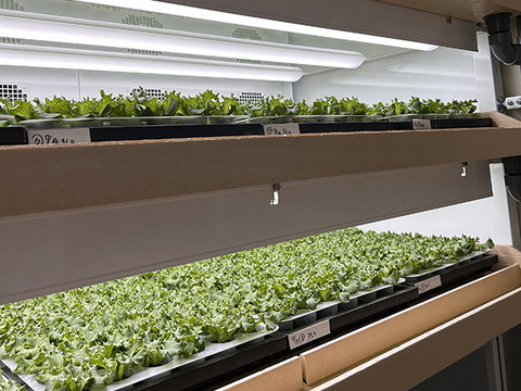 増量！水耕栽培クリスピーレタス２kg 1玉350ｇ〜400g/５~６玉