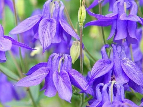 2個セット アクイレギア アルピナ オダマキ 宿根草 多年草