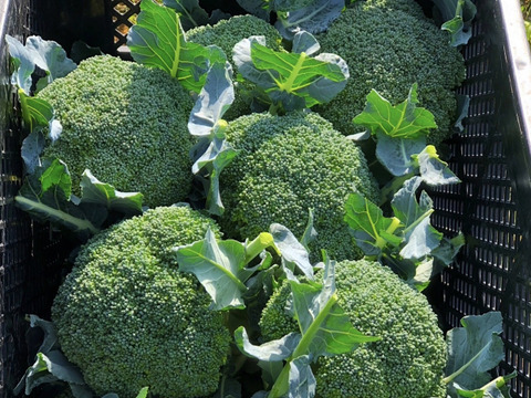 【ちょっと訳あり】ブロッコリー5〜7個