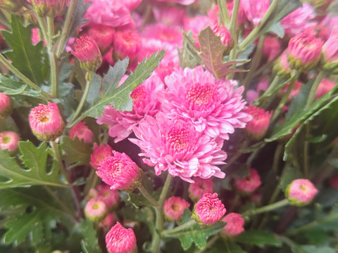 松葉菊桃色ピンク　８０ サイズのお箱いっぱい♪ 小菊(ピンク)10 本セット お花 はな 切花 切り花 季節の花：埼玉