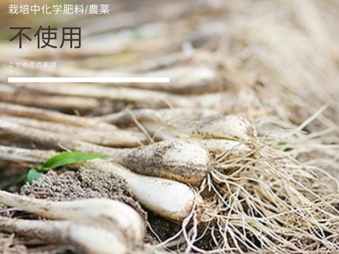 エシャレット200g　朝採り畑直送砂付き 島らっきょう