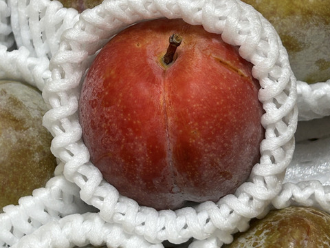 \8月20日発送/【激レアすもも✨】エレファントハート  約1.5キロ 【プラム】【加工にも生食にも】