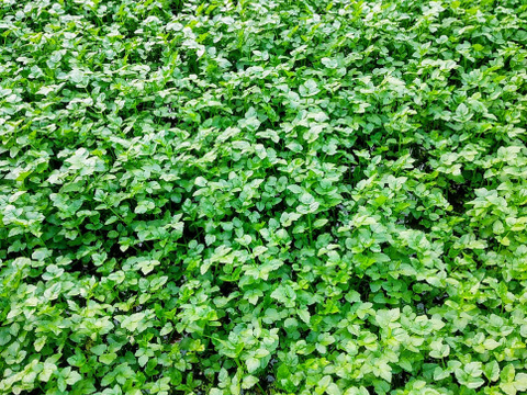 芽吹いたばかりで、柔らかく
香りが強いのが特徴の『春ぜり』
🌿南三陸町産のせり🌿　
1kg（２００g✕５束入り）