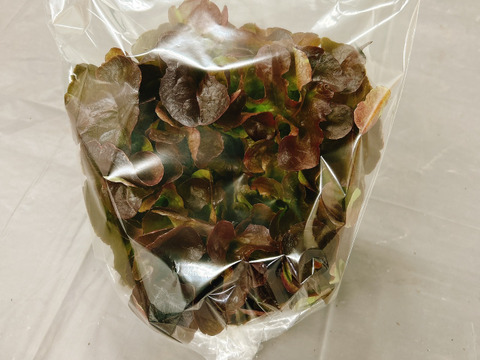 【農薬不使用】至宝のレタス 3種ミックス（500g）硝酸態窒素最大90%カット！