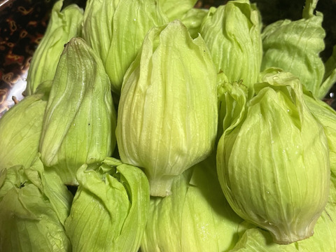 青森県産 ふきのとう 2kg