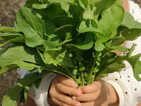 農薬不使用 シャキシャキ茎太 露地育ちのルッコラ 約240g 和歌山県産 食べチョク 農家 漁師の産直ネット通販 旬の食材を生産者直送 農薬不使用 シャキシャキ茎太 露地育ちのルッコラ 約240g 和歌山県産 食べチョク 農家 漁師の産直ネット通販 旬の食材を生産者直送