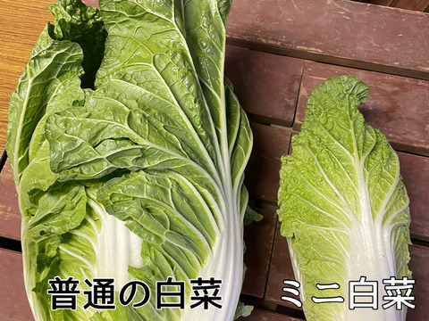 生で食べたい旬の野菜3点セット(サラダほうれん草・ミニ白菜・とんがりきゃべつ)