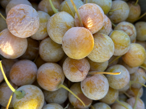 【愛知県発】
今の旬『こだわりの銀杏』2００ｇ×５ｐ