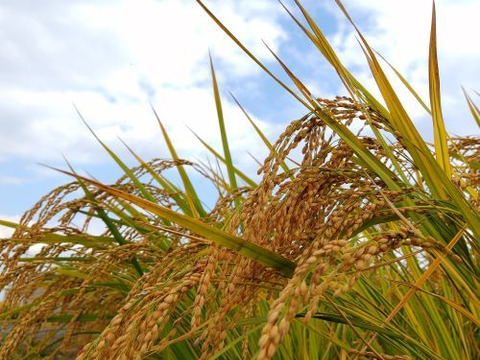 あっさり大粒　令和4年産特別栽培米にこまる 精米（3kg）