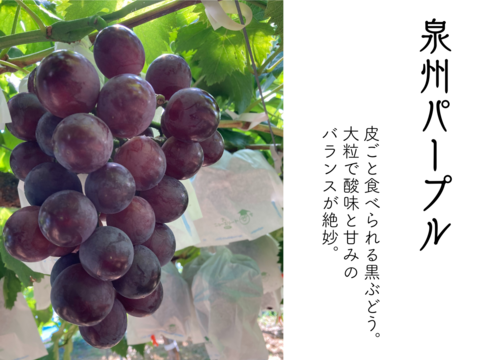 【家庭用】皮ごとOK！濃厚黒ぶどう 泉州パープル1kg(2~3房)