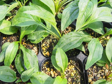 2個セット エキナセア プレーリーブレイズ グリーン イングリッシュガーデン 宿根草 多年草