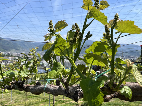 長野県松本産　ぶどう【シャインマスカット】　2房入（約1キロ）