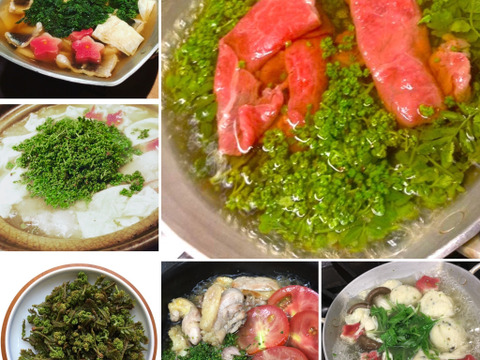 【予約商品】気品ある香り！花山椒25g  （美山産 栽培期間中農薬不使用）