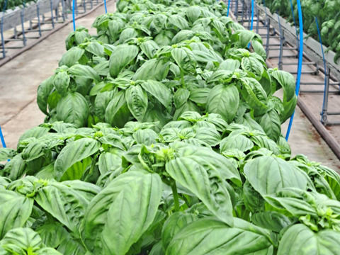 穫れたてバジル 500g　　～葉が大きい！～