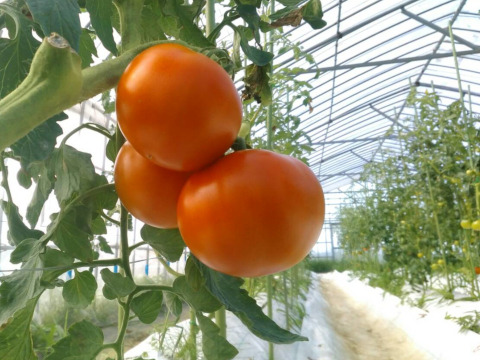 【8月中旬より発送】あ、あまい・・！高糖度トマト 1.6kg　化学肥料・農薬完全不使用　青森県産