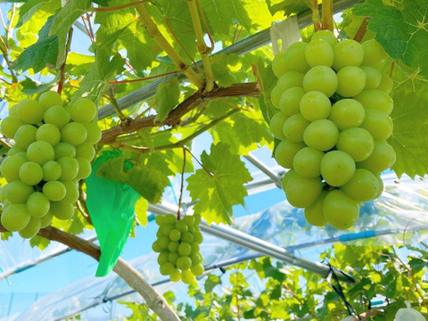 《彩り3色セット》黒耀1房＋シャインマスカット1房＋サニードルチェ1房のセット