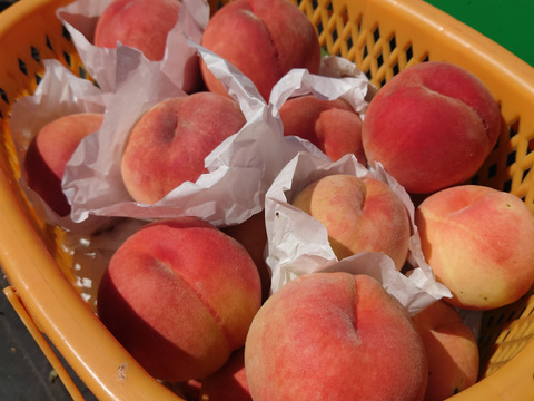 食べ応え満足！　秋田では今が旬の「川中島白桃」　3㎏(9～12玉)　ご家庭用【クール便】
