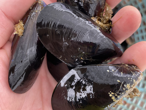 朝採り生ムール貝1kg