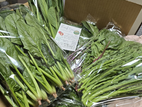【農家の食卓からお裾分け】冬の中、じっくり育った「王道」冬野菜！ほうれん草＆小松菜＆春菊🥬 朝採りたっぷり3種詰合せ📦