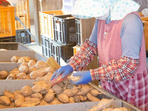 種子島産　希少品種　安納黄金いも5㎏