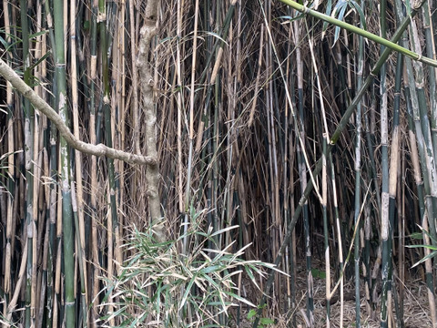 【朝どれ】アク抜き不要！種子島の苦竹(にがたけ) 皮つき 4kg