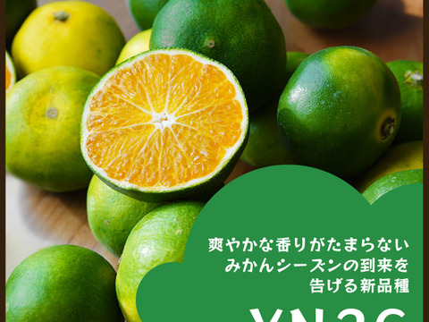 YN26（みかん）家庭用5kg｜和歌山で生まれた温州みかんの有望品種を産地直送でお届け