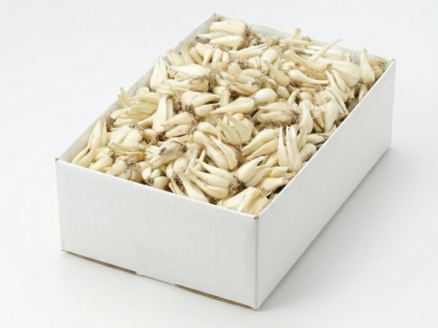 【鳥取県産】素材の栄養丸ごと 根付きらっきょう 2kg