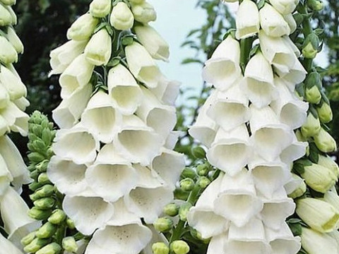 2個セット ジギタリス スノーシンブル  イングリッシュガーデン 花苗 花壇苗